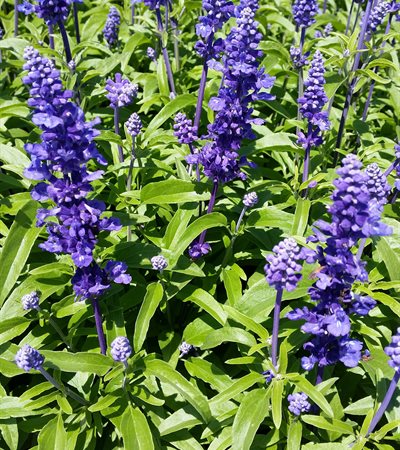 Sage Velocity™ Blue